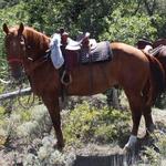 Youth Trainer - 2tone, latigo wrap, floral conchos